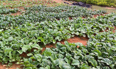 開荒拓地，綠色家園