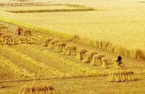 農(nóng)業(yè)部回應(yīng)：種植大戶頻頻跑路，背后有隱情